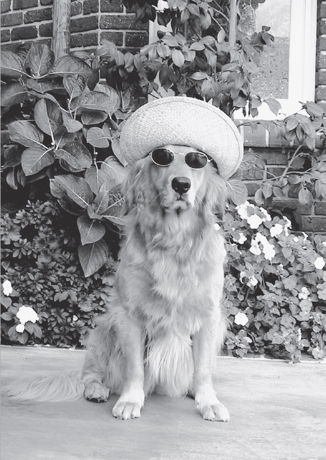 TRIXIE – EIN GOLDEN RETRIEVER VERÄNDERT MEIN LEBEN [»In Wirklichkeit bist du ein Engel.«]